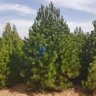 絳縣森之泉苗木種植專業合作社 綠化產業的堅實力量