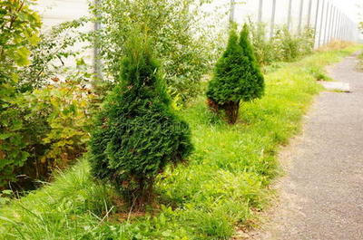 紅豆杉 珍稀植物的美麗與價值