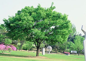 夏天的樹木，自然的畫卷