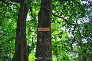 岜沙人的樹木崇拜與樹葬文化 與自然共生的生命哲學