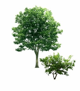 綠意盎然 探索樹木素材的藝術與實用價值