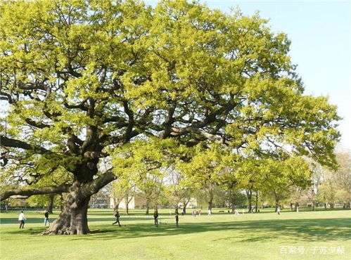 人窮不砍三種樹 古訓中的生態智慧與人文關懷