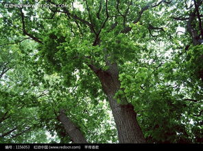 綠色茂盛 樹(shù)木的生命力與美學(xué)