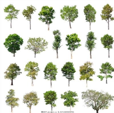 樹(shù)木 地球的綠色衛(wèi)士