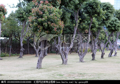 鷺島綠韻 探尋廈門常見(jiàn)樹(shù)木及其城市生態(tài)文化